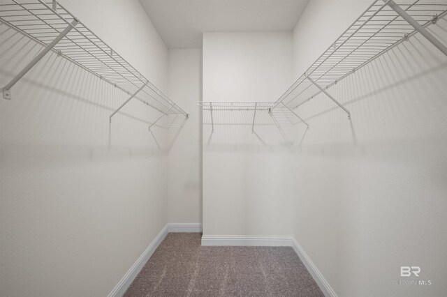 walk in closet featuring carpet flooring