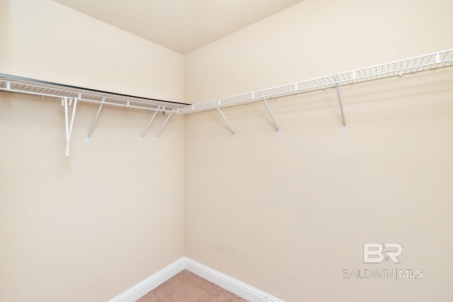 walk in closet featuring carpet flooring