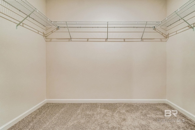 spacious closet with carpet flooring