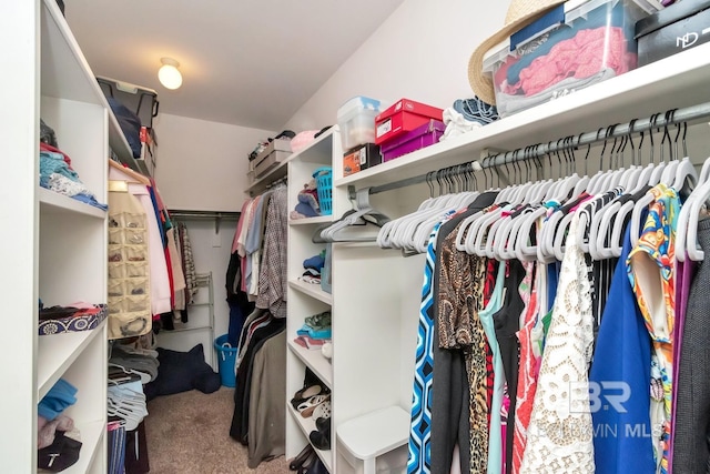 walk in closet featuring carpet floors