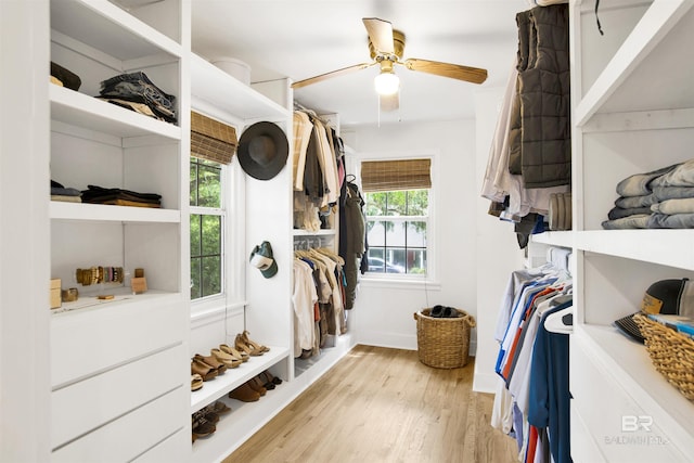 walk in closet with a ceiling fan and light wood-style floors