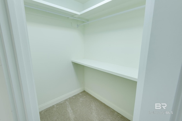 walk in closet featuring carpet floors