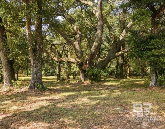 view of local wilderness