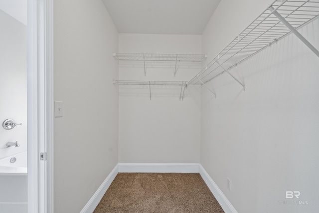 walk in closet featuring carpet