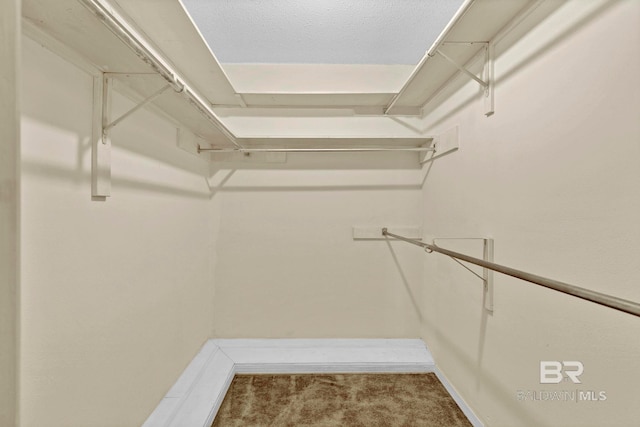 walk in closet with carpet floors