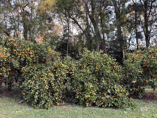 5039 W Cole Dr, Mobile, AL 36619 - view of yard