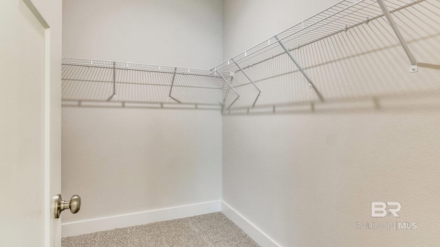 walk in closet featuring carpet flooring