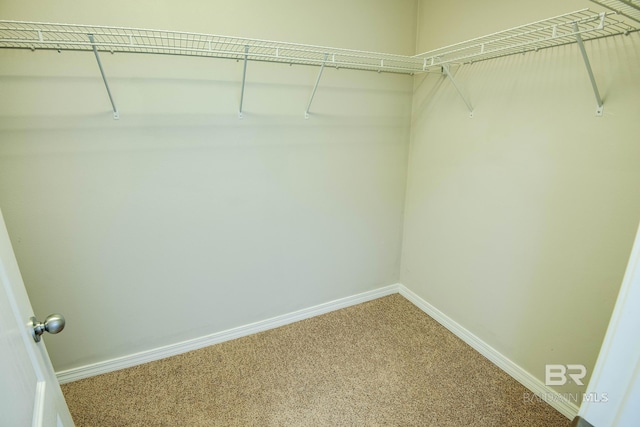 walk in closet featuring carpet floors