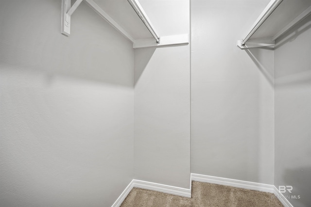 spacious closet featuring carpet flooring