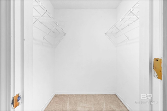 walk in closet with carpet flooring