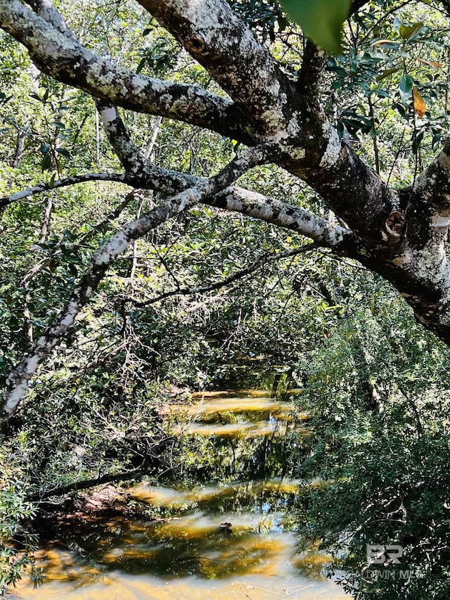 view of local wilderness