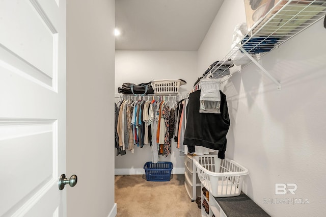 walk in closet featuring carpet floors