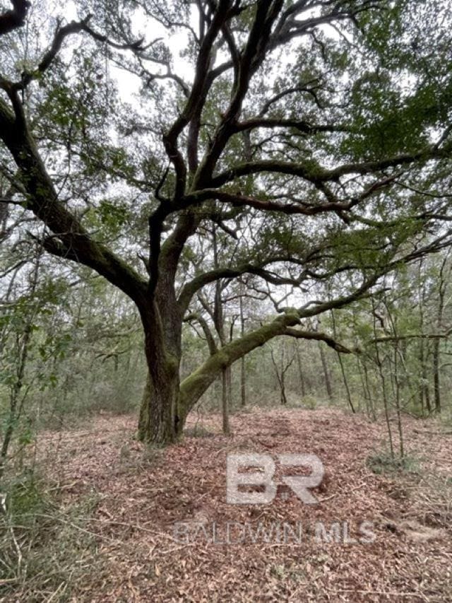 9847 S County Road 99, Lillian AL, 36549 land for sale