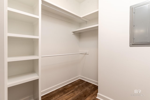 spacious closet featuring electric panel and dark hardwood / wood-style floors