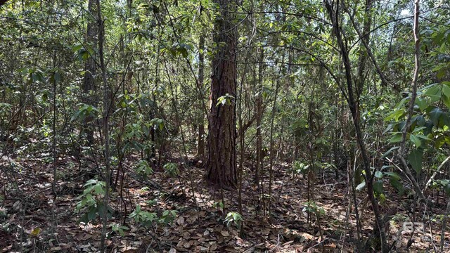 1950 Wilma Rd, Mcdavid, FL 32568