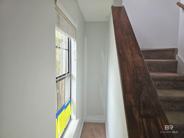 staircase featuring carpet floors