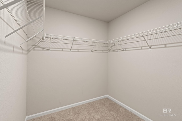 walk in closet featuring carpet floors