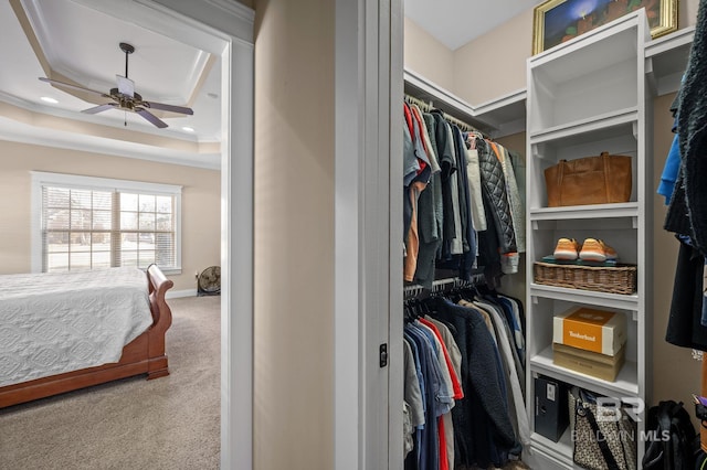 spacious closet with ceiling fan, carpet, and a raised ceiling