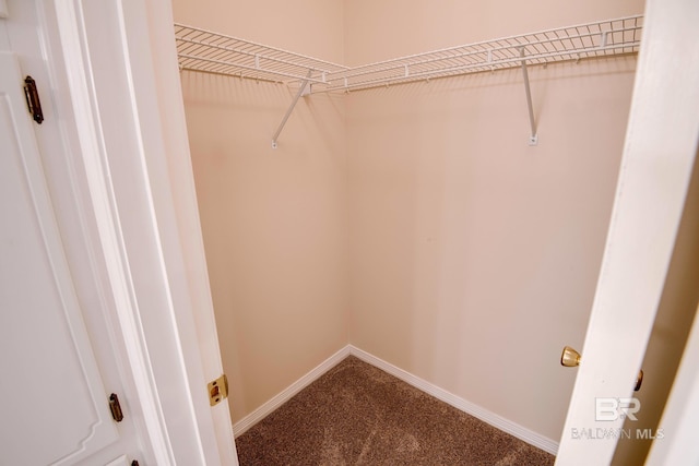 walk in closet with carpet flooring