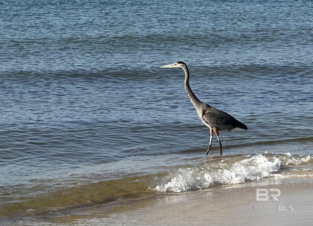 453 Dune Dr Unit 404, Gulf Shores, AL 36542 - water view