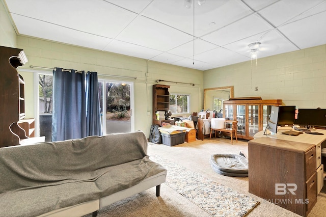 carpeted living room featuring a paneled ceiling and a wealth of natural light