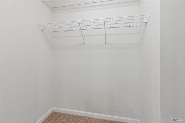 spacious closet featuring carpet