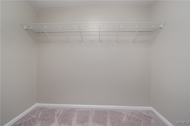 walk in closet featuring carpet flooring