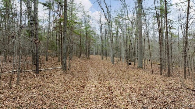 00001 Candy Dr, Northport, AL 35475 - photo 50