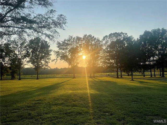 view of community with a lawn