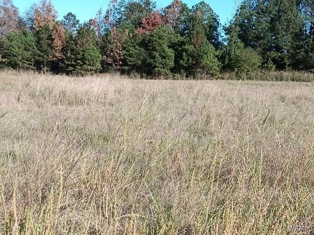 7197 Salem Rd, Gordo, AL 35466 - photo 2