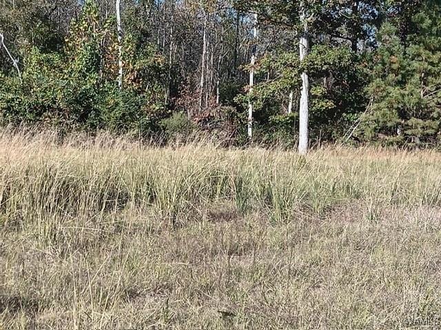 7197 Salem Rd, Gordo, AL 35466 - photo 3