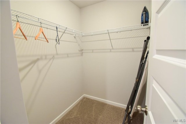 walk in closet featuring carpet floors