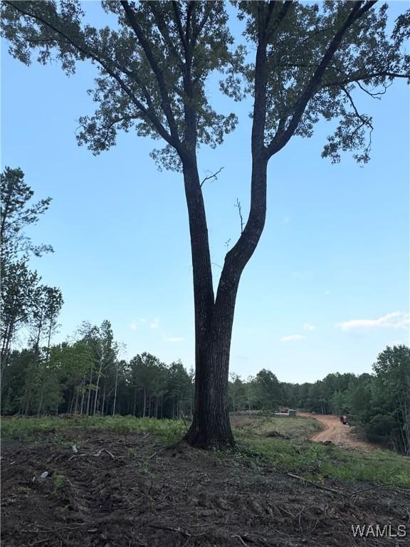 7 Cedar Ridge Knl, Northport, AL 35475 - photo 3