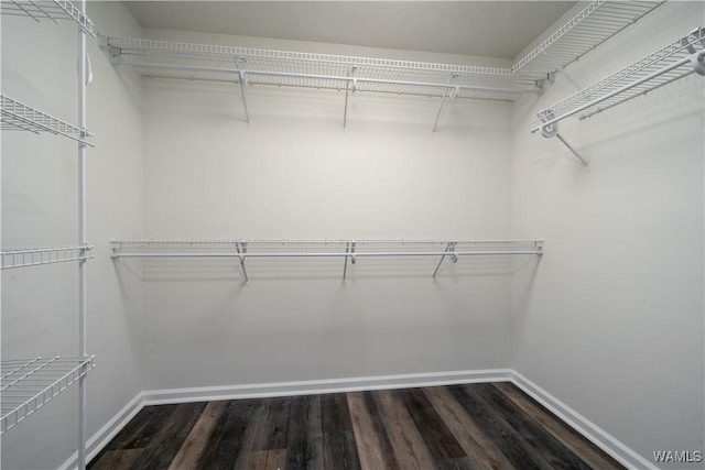 spacious closet with dark hardwood / wood-style flooring