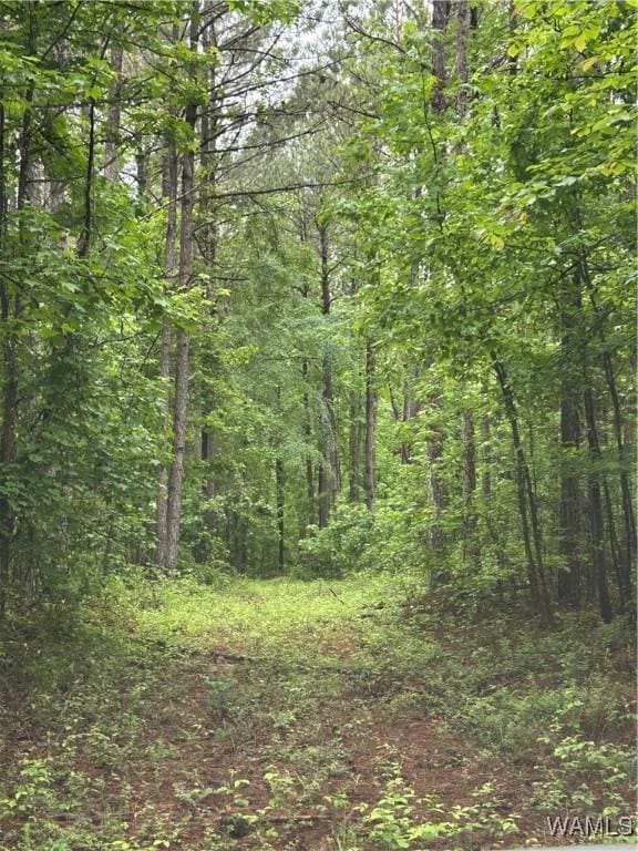 000 Beaver Creek Rd, Vernon, AL 35592 - photo 4