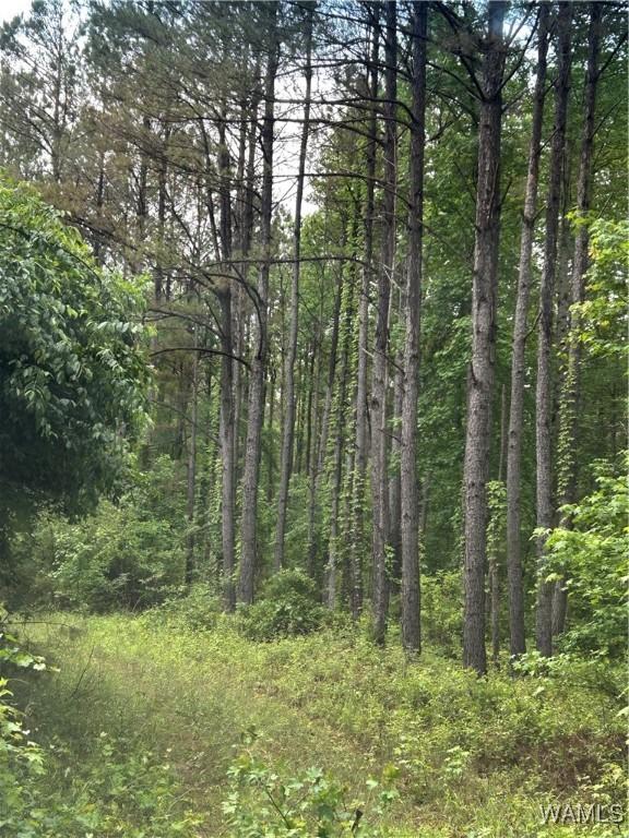 000 Beaver Creek Rd, Vernon, AL 35592 - photo 6
