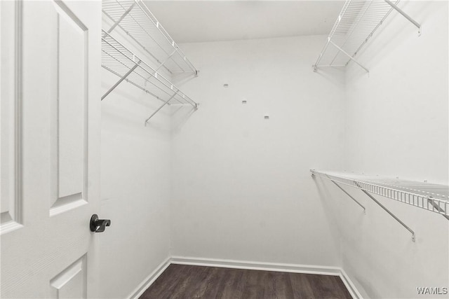 spacious closet with dark wood-style flooring