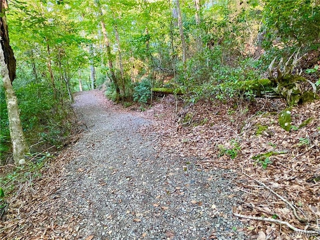 view of local wilderness