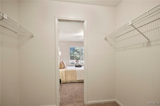 spacious closet with carpet flooring