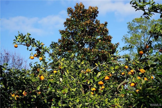 view of nature