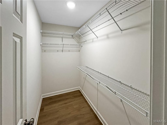 spacious closet featuring dark wood-style flooring