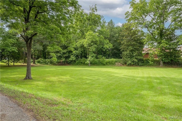 221 3rd Ct SW, Fayette, AL 35555 - view of grassy yard