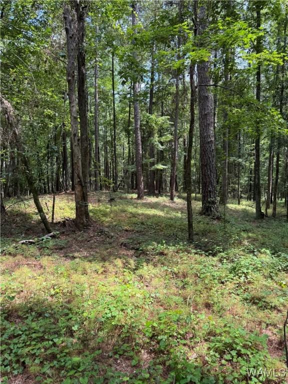 0 Columbus St W, Fayette, AL 35555 - photo 6