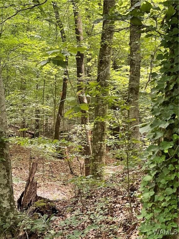 0 Hargrove Rd E, Tuscaloosa, AL 35453 - photo 6
