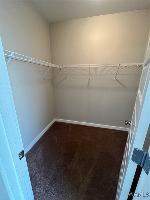 walk in closet featuring carpet flooring