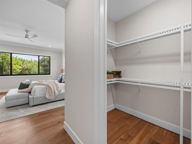 walk in closet with ceiling fan and wood-type flooring