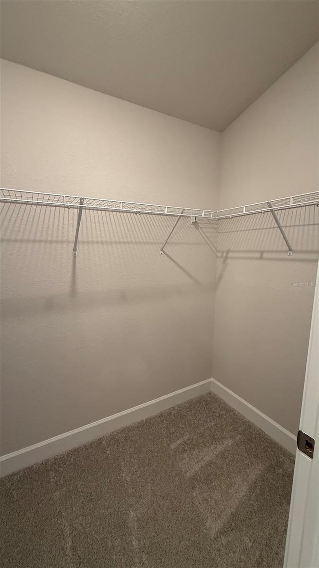 walk in closet with carpet flooring