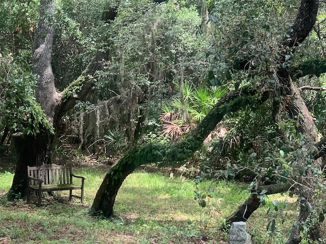 view of local wilderness