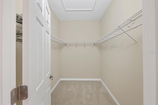 walk in closet with carpet floors