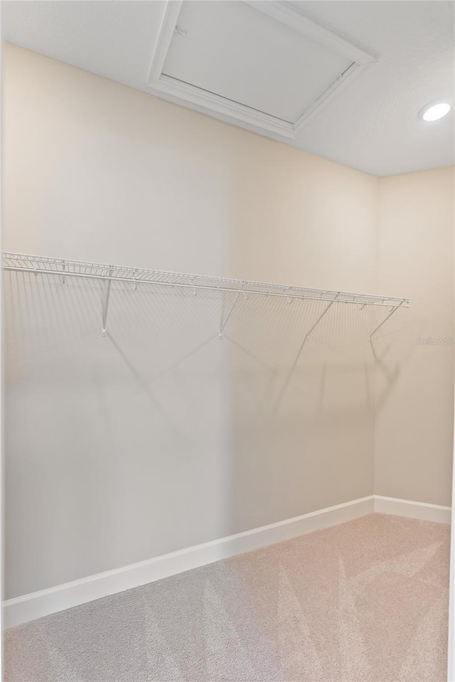 walk in closet with carpet flooring